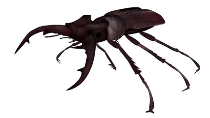Stag Beetle 3D