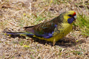 Green Rosella (Platycercus caledonicus), broad-tailed parrot, bird on Tasmania