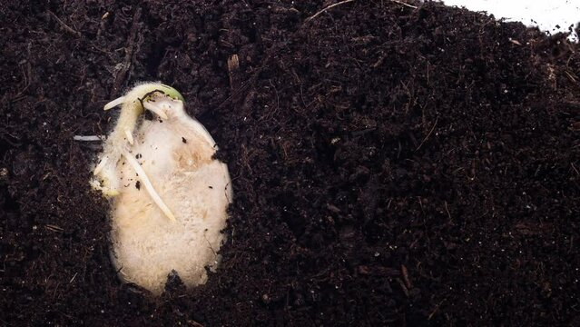Pumpkin seed is growing in the ground filmed in macro timelapse. Evolution of the gourd from the grain to sprout with stem and roots in the soil. Closeup view of life beginning of the young plant.