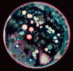 colonies of microorganisms on the surface of agar in a Petri dish bacteria and fungi from the surface of a cell phone in a Petri dish - obrazy, fototapety, plakaty