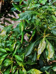 green chilies on branch of chili plant. Green chili in the garden.