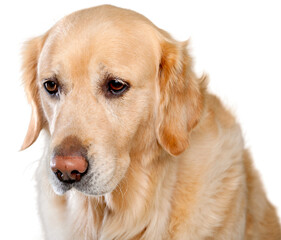 Sad Labrador retriever on  white background