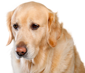 Sad Labrador retriever on  white background