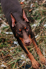 portrait of a doberman