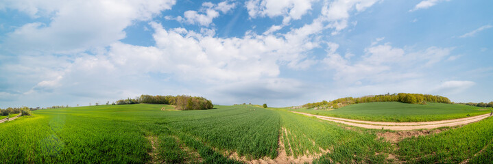 panorama of a green field on a summer sunny day