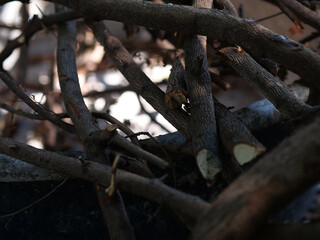 wood branches