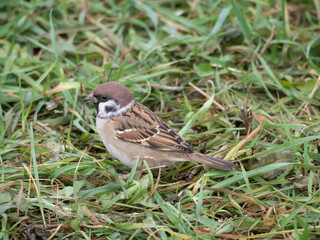 portrait of sparrow
