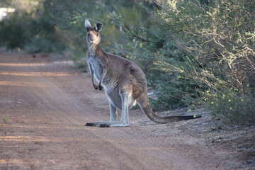 Western Grey Kangaroo (Macropus fuliginosus), Quaalup Homestead, Fitzgerald River National Park, Western Australia. © SJM 51