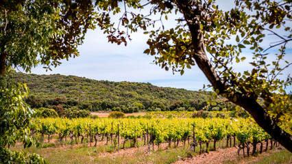 Fototapeta na wymiar Paysage avec des vignes dans le sud