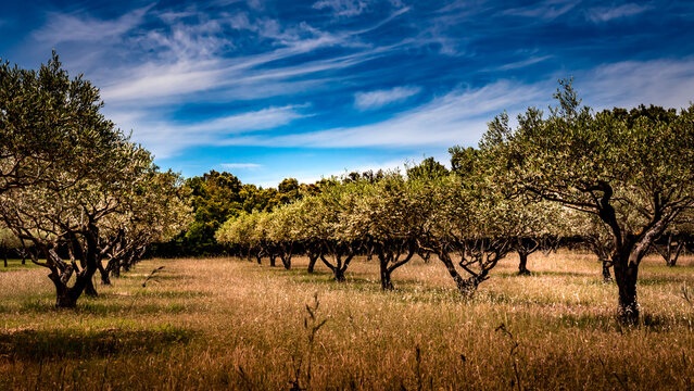 Champ d'oliviers dans le sud de la France