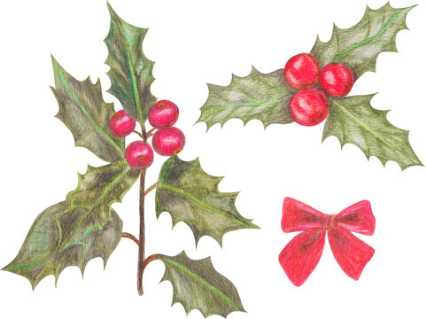 Hand Drawn Christmas Holly Twigs And Berries Clip Art Set. Red Bow Illustration. Festive Holiday Winter Symbols