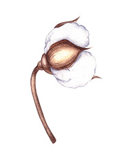 Watercolor cotton flowers on a white background