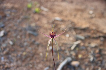 Orchid, Quaalup Homestead, Fitzgerald River National Park, Western Australia.