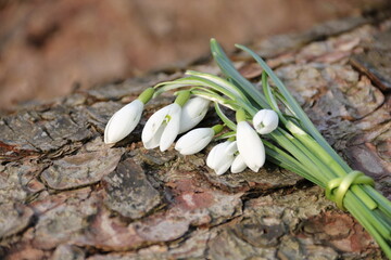 Kleiner Blumenstrauss mit Schneeglöckchen liegt auf Baumrinde in der Natur