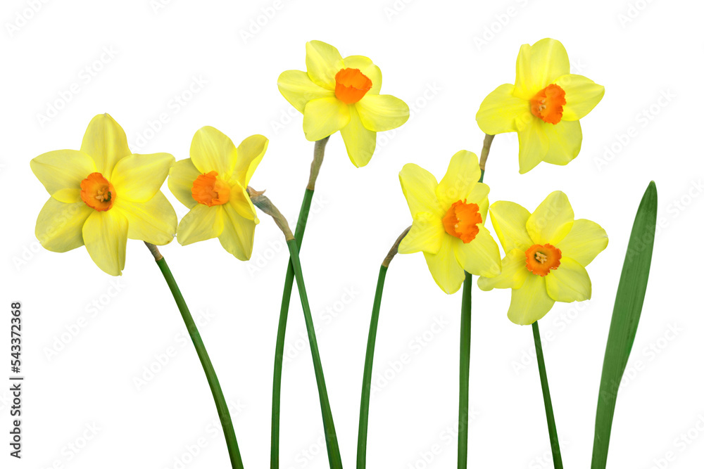 Canvas Prints Yellow narcissus flowers isolated on a white background