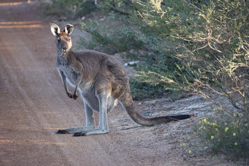 Western Grey Kangaroo (Macropus fuliginosus), Quaalup Homestead, Fitzgerald River National Park, Western Australia. © SJM 51