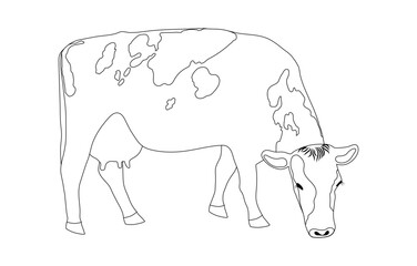 Grazing cow is a minimalist black linear sketch isolated on a white background. Vector illustration A cash cow is grazing in a field, eating grass. Milkmaid in the meadow
