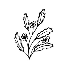 hand drawn botanical flower doodle element for floral design concept