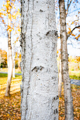 北海道の秋の百合が原公園の風景