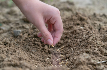 A female hand planting seeds into the soil.