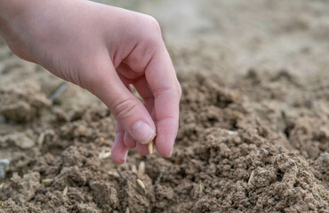 A female hand planting seeds into the soil.