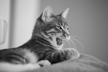 Tabby cat posing for a portrait 12