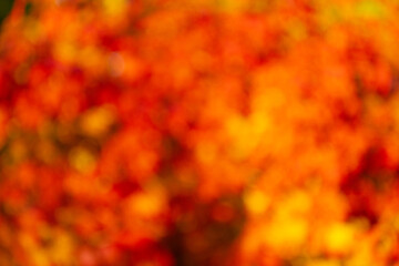 blurry orange background. orange color blurry background. orange blurry background with nobody