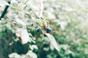 ブルーベリーの実