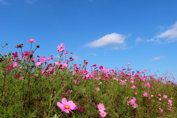 穏やかな風に揺れるコスモスの花　秋の日