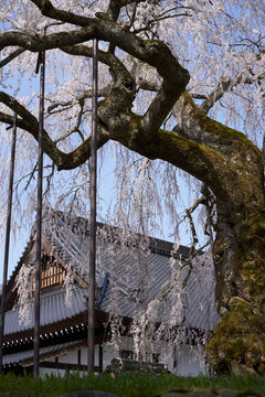 Weeping cherry blossoms in full bloom at Taiunji Temple