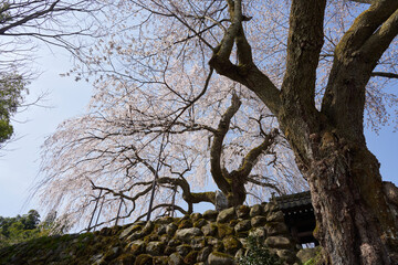Weeping cherry blossoms in full bloom at Taiunji Temple