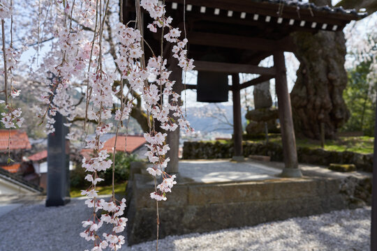 Weeping cherry blossoms in full bloom at Taiunji Temple