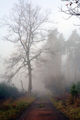 Jesienny las w porannej mgle - obrazy, fototapety, plakaty