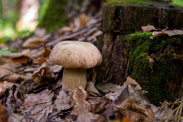 Single Boletus mushroom in the wild. Porcini mushroom grows on the forest floor at autumn season..