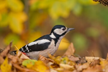 Obraz premium Autumn scene with a great spotted woodpecker. Dendrocopos major