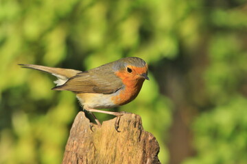 Photo of European robin (Erithacus rubecula) sits on a stump. Detailed and bright portrait. Autumn landscape with a song bird. Erithacus rubecula. Wildlife scene from nature.