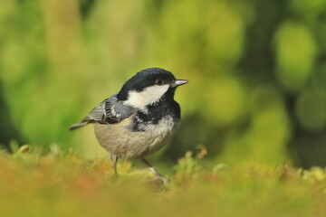 A cute coal tit with green background. Wildlife scene with a titmouse. Periparus ater