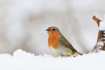 Winter scene with a cute redbreast. European robin sitting in the snow. Winter scene with song bird. Erithacus rubecula.