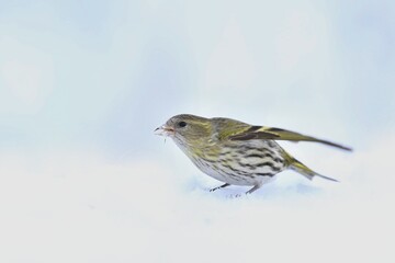 Eurasian siskin sitting on the snow. Carduelis spinus. song bird in the nature habitat. wildlife scene from nature. Winter scene with song bird