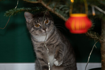 Tabby cat playing with Christmas tree 7