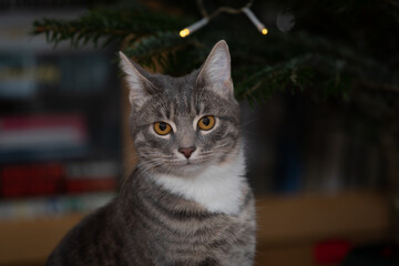 Tabby cat playing with Christmas tree 5