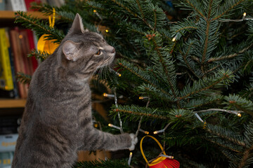Tabby cat playing with Christmas tree 4
