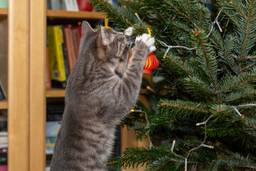 Tabby cat playing with Christmas tree 3