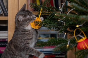 Tabby cat playing with Christmas tree 1
