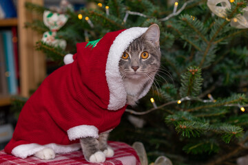 Tabby cat sitting by the Christmas tear in a sweater