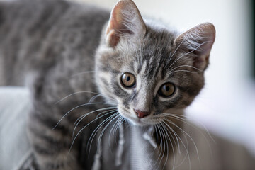 Tabby kitten lying on a windowsill