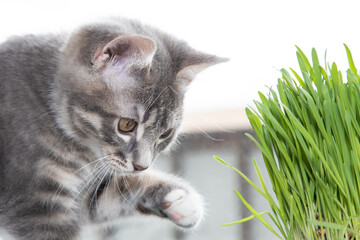 Tabby cat playing with grass 2