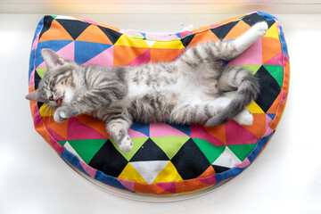 Tabby kitten lying on apillow 5