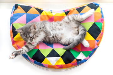 Tabby kitten lying on apillow 4