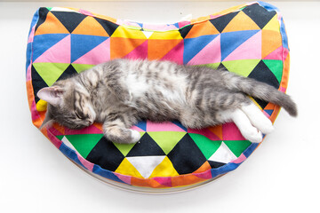 Tabby kitten lying on a pillow 1